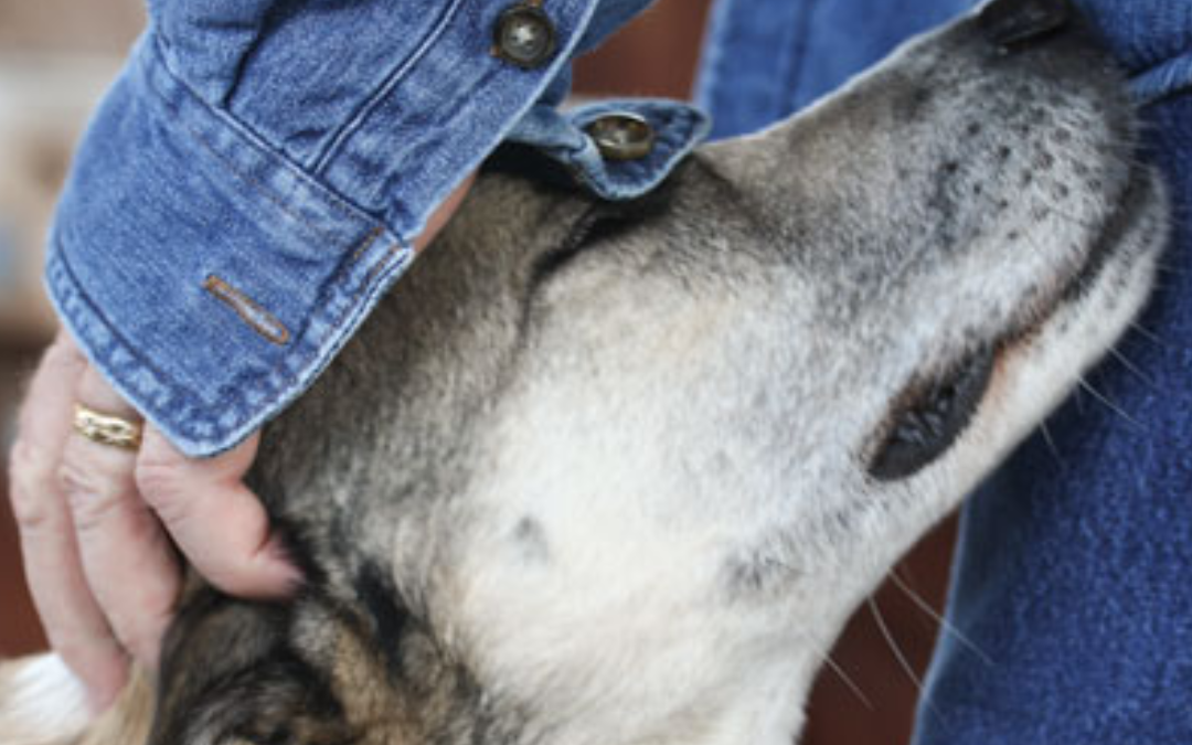 You are currently viewing Bethlehem woman uses dog for human healing, Caledonian-Record, 2/21/2012