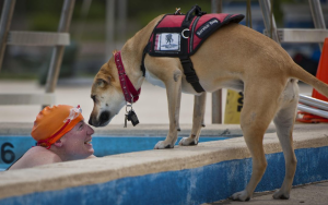 Read more about the article Therapy Dogs Help Wounded Warriors